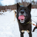 Un chien de traineau tire la langue