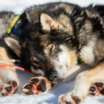 Un chien de traineau se repose au soleil