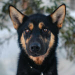 Portrait d'un alaskan husky