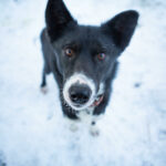 Portrait d'une alaskan husky