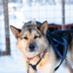 Portrait d"un chien nordique en hiver