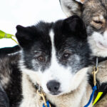 Portrait d'un chien de traineau en Laponie