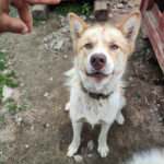 Portrait d'un chien de traineau blanc et roux