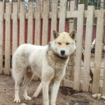 Un chien groenlandais en Laponie