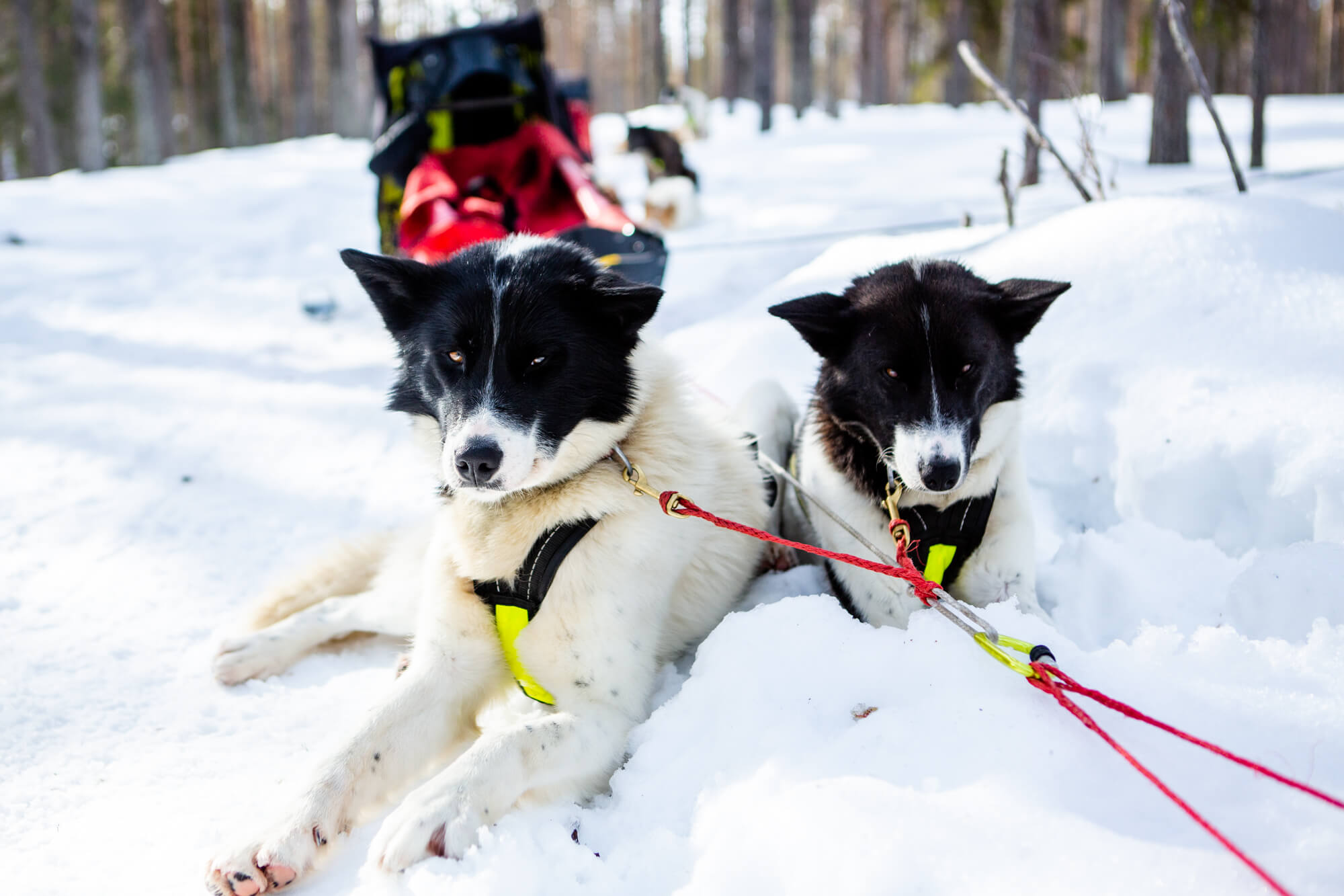 Deux chiens de traineau allongés dans la neige pendant une pause