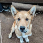 Portrait d'un chiots en Suède