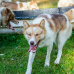 Un chien de traineau en pleine balade en Suède