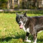 Un alaskan husky en balade