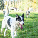 Un chien de traineau en promenade en été en Laponie