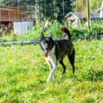 Une alaskan husky se dégourdit les pattes dans un parc