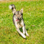 Un chien de traineau court dans un parc