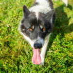 Portrait d'un chien de traineau groenlandais