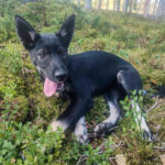 Portrait d'un chiot Alaskan Husky en Laponie