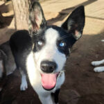 Portrait d'un chiot Alaskan Husky en Laponie