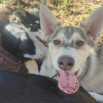 Portrait d'un chiot Alaskan Husky en Laponie