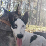 Portrait d'un chiot Alaskan Husky en Laponie