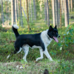 Un chienne noire et blanche se balade en forêt en Suède